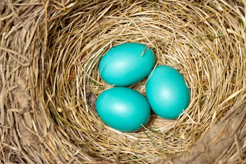 What Birds Lay Blue Eggs: Discover Stunning Species & Facts