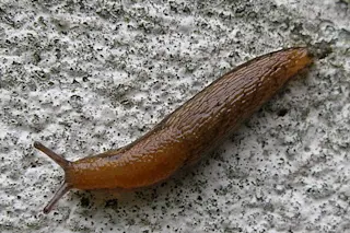 512px-Brown_snail.jpg