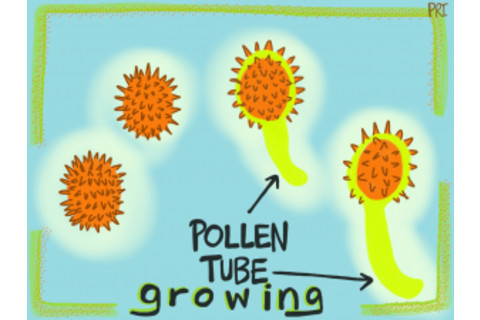 Pollen-Tube-Growing1-300x225.png