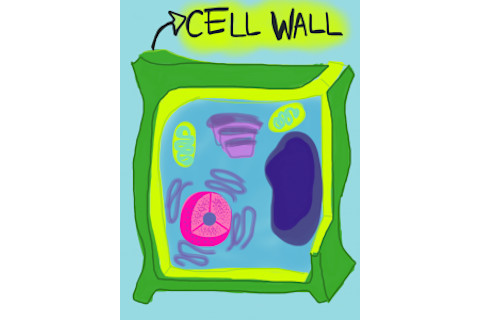 plant-cell-wall-225x300.png