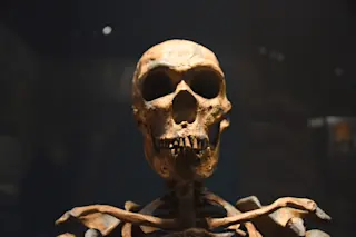 Homo neanderthalensis