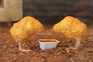 chickens.jpg