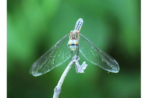Blue Dasher Dragonfly