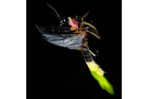 Big Dipper Firefly