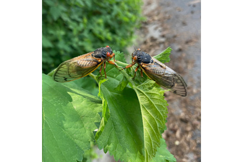 Two Periodical Cicadas
