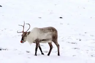 reindeer-300x225.jpg
