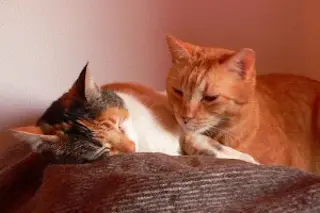 cat-friends-300x225.jpg
